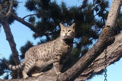 Showcase-Tigger-In-Tree